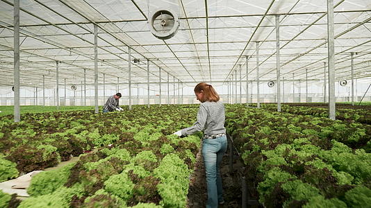 女农民在温室里散步检查绿色沙拉的生长情况视频的预览图