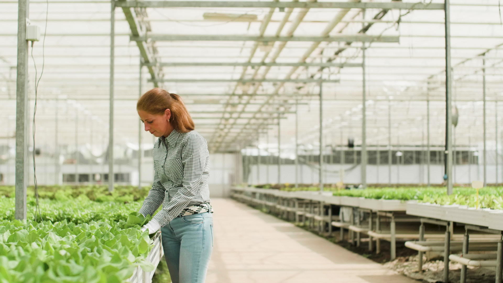温室女性农艺与现代灌溉系统视频的预览图