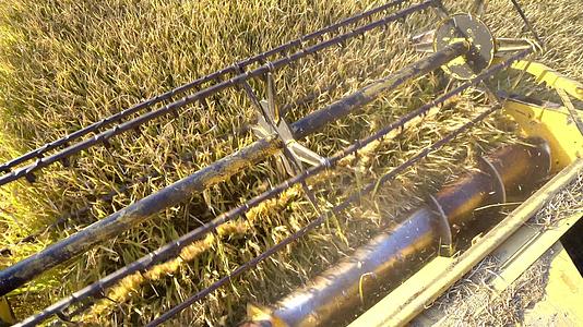 收获粮田、作物季节合并收割者在农田上收集大米和小麦视频的预览图