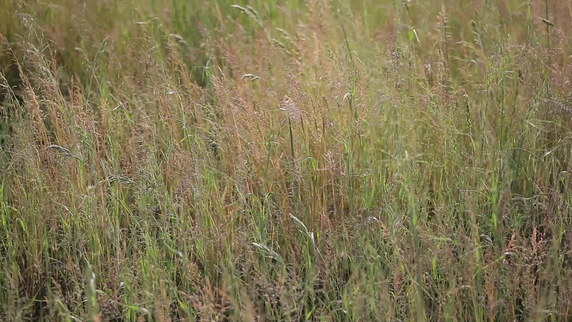 春天的燕麦田视频的预览图