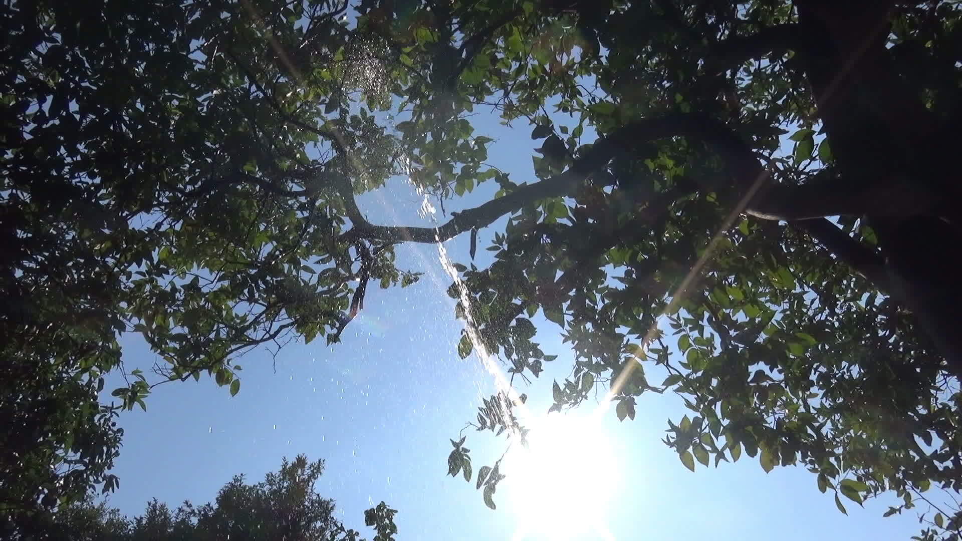 树下的太阳视频的预览图