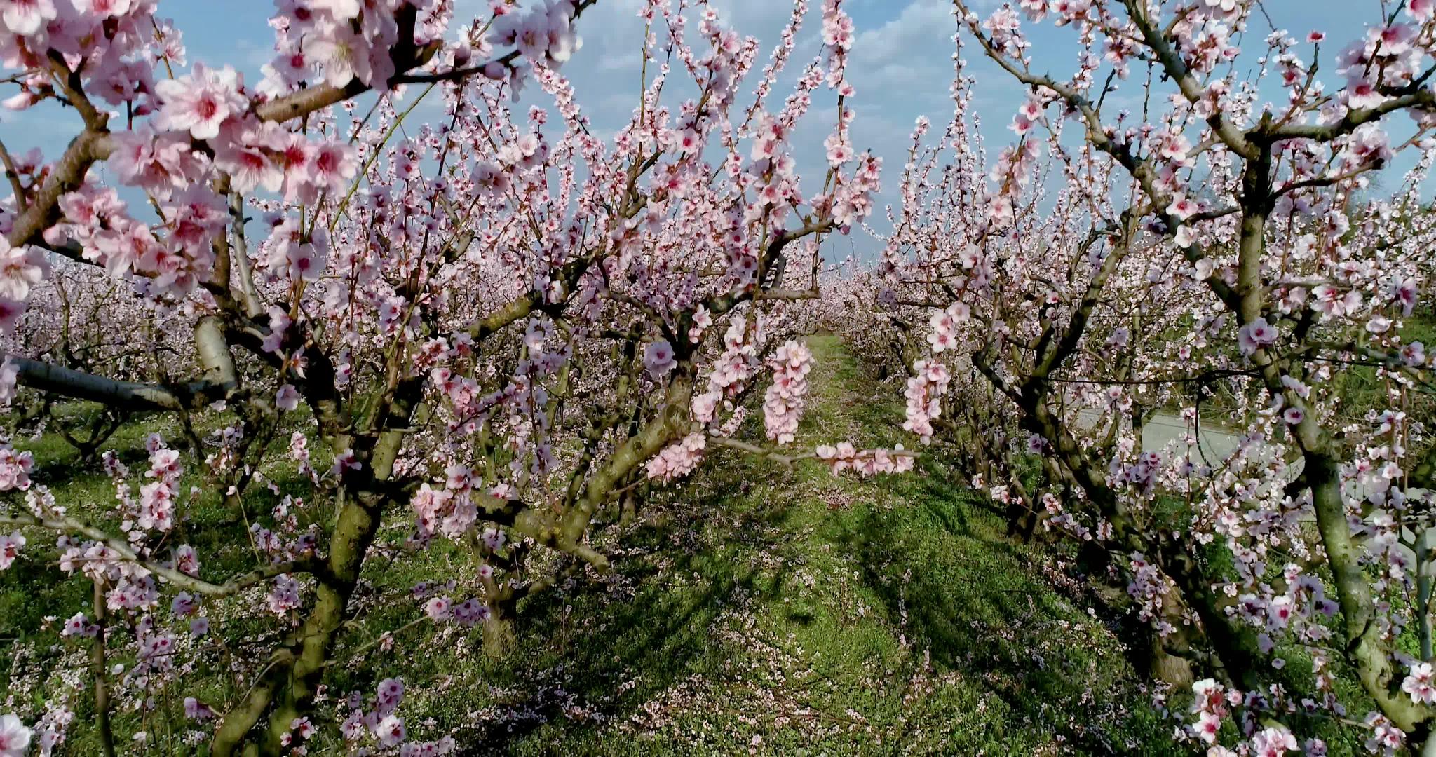 桃树果园在泉源盛开视频的预览图