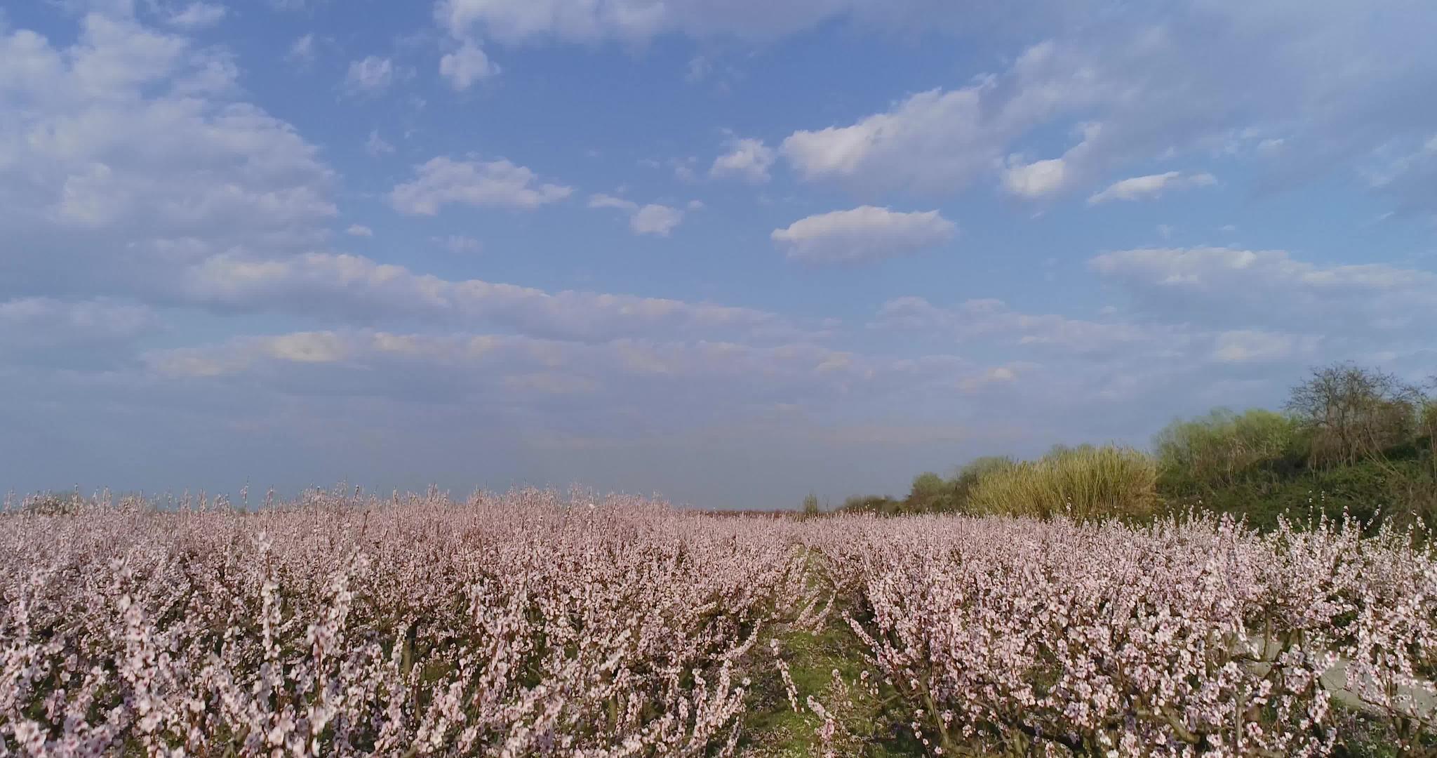 桃树果园在泉源盛开视频的预览图