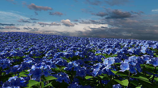 蓝紫色花朵视频的预览图