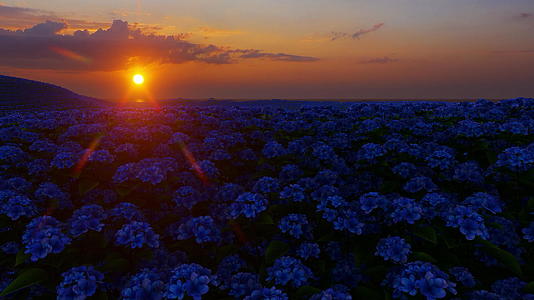 日落时的棕色花朵在田野里漫步视频的预览图