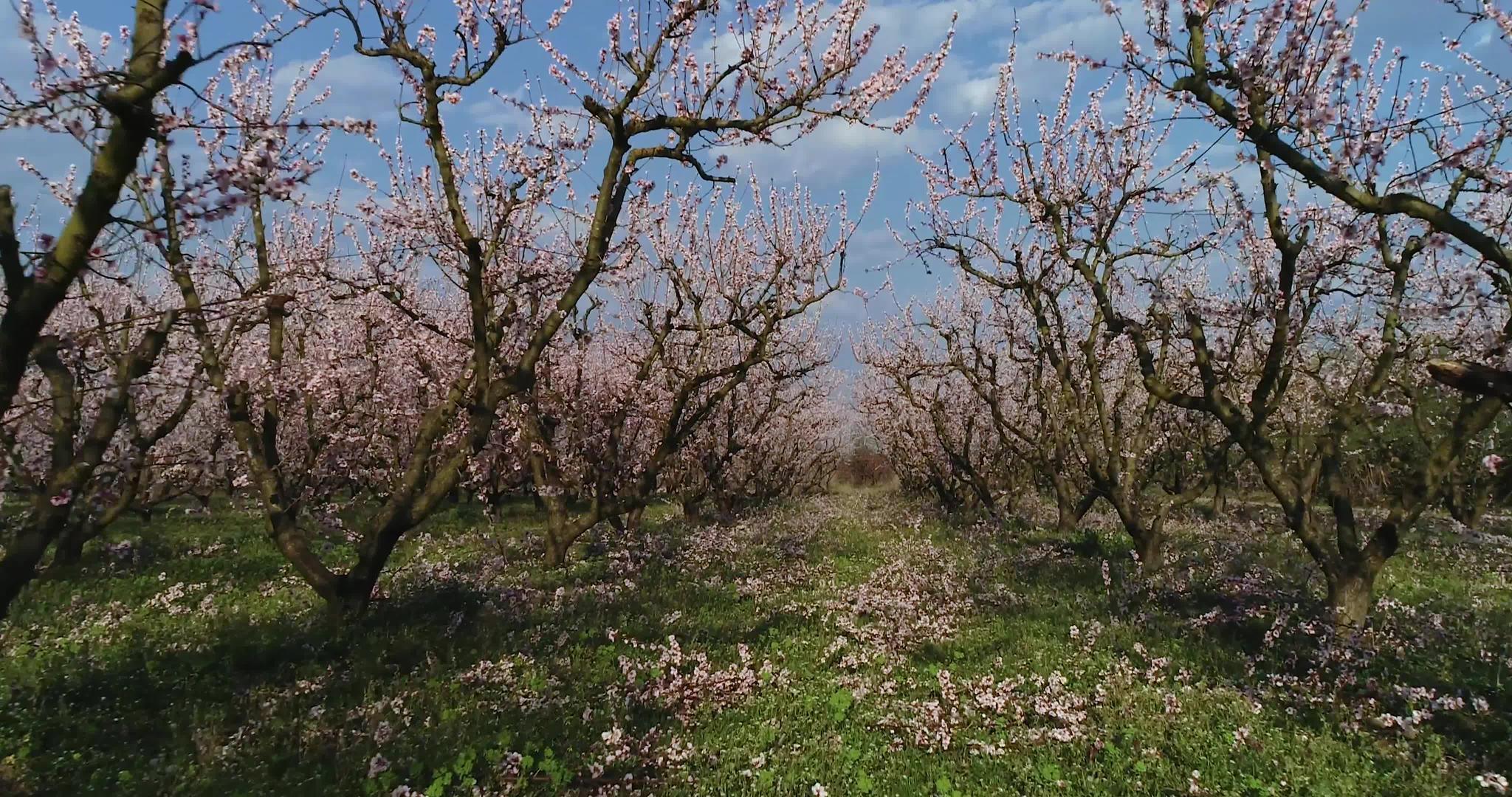 桃树果园视频的预览图