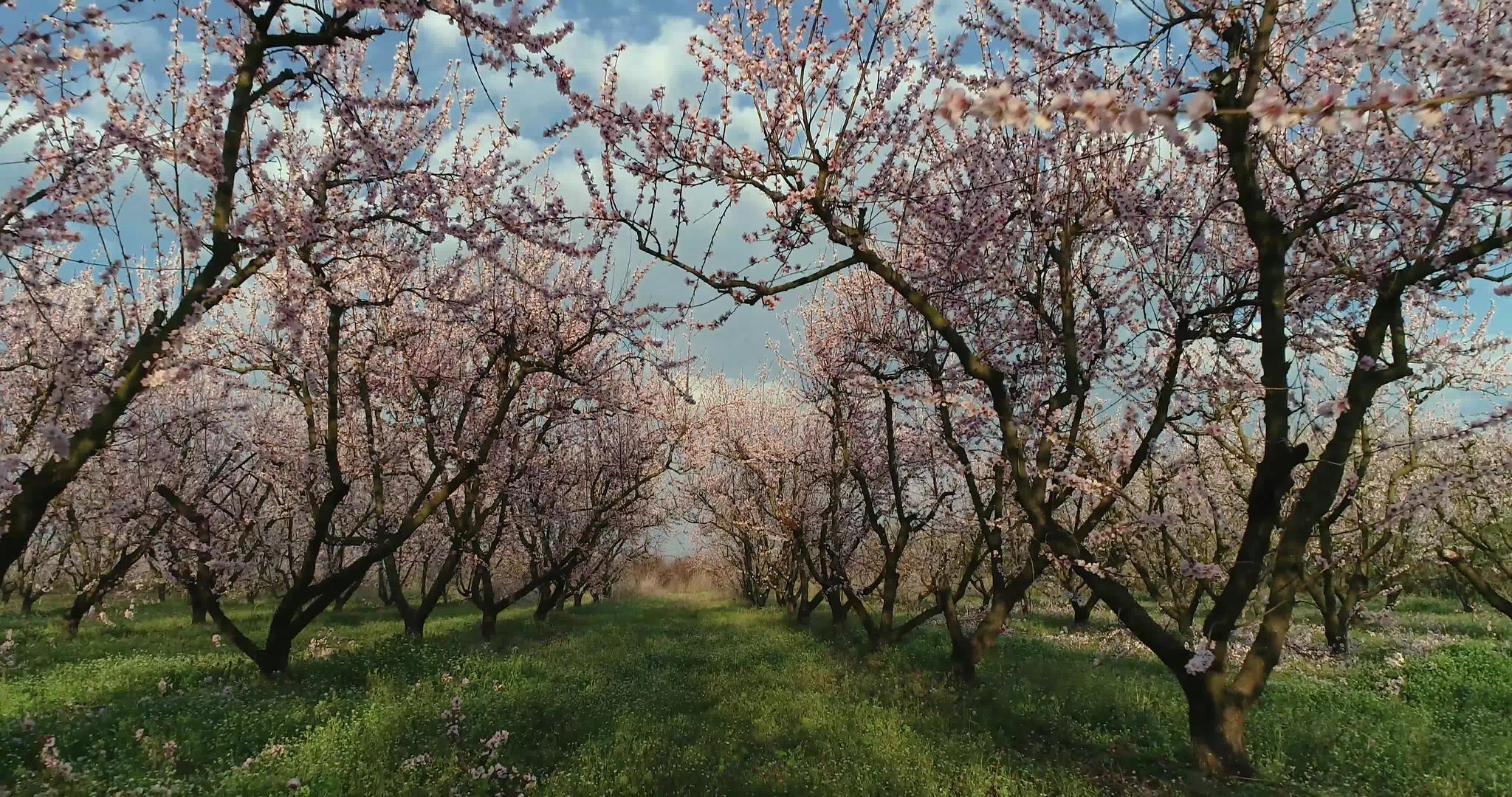 桃树果园视频的预览图