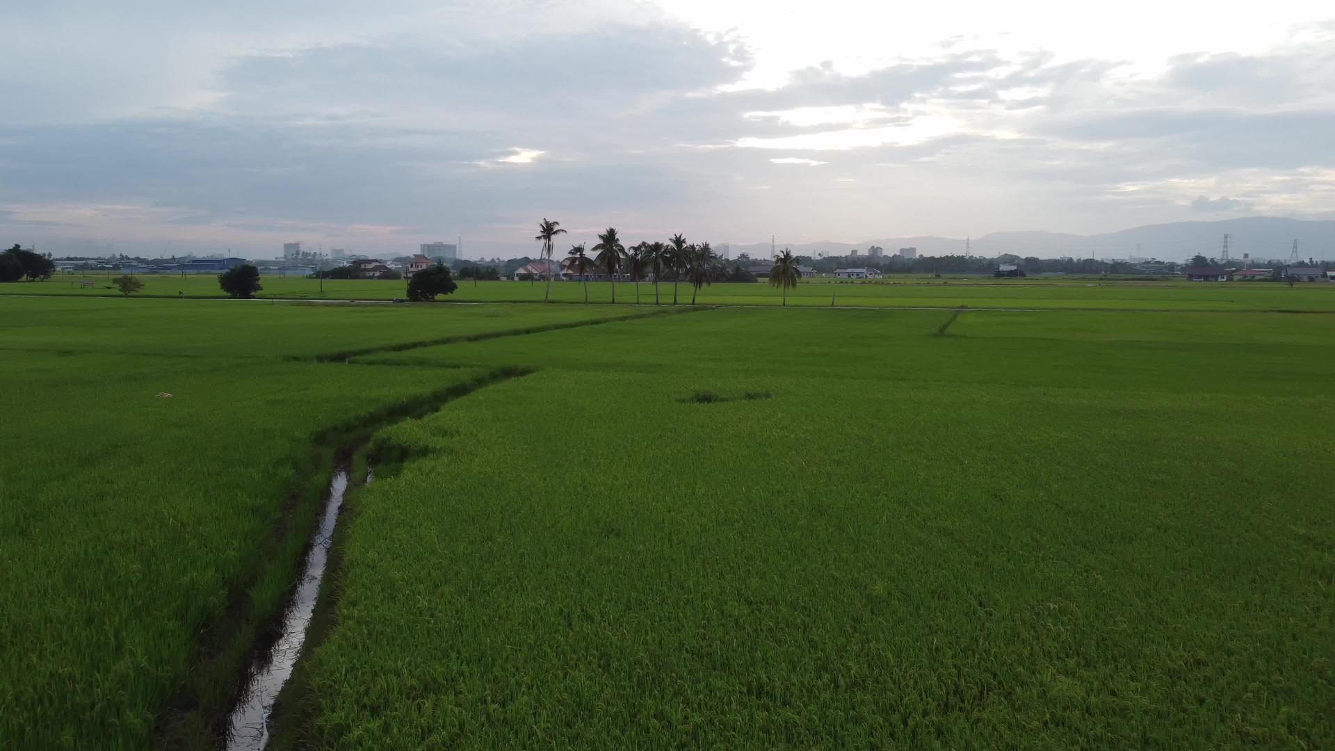 在覆盖的稻田中移动视频的预览图