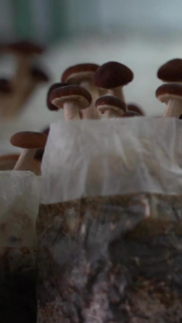 高清蘑菇视频的预览图