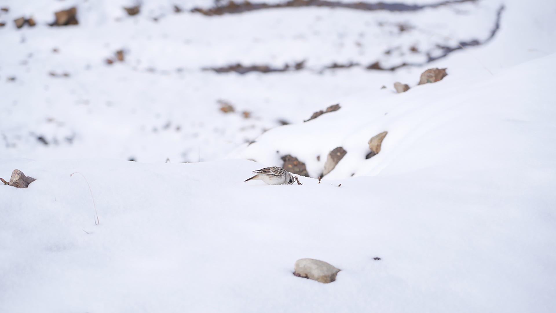 4K实拍可爱小鸟玩耍白雪视频的预览图
