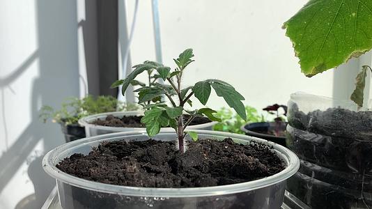 照顾窗台上的绿色番茄幼苗视频的预览图