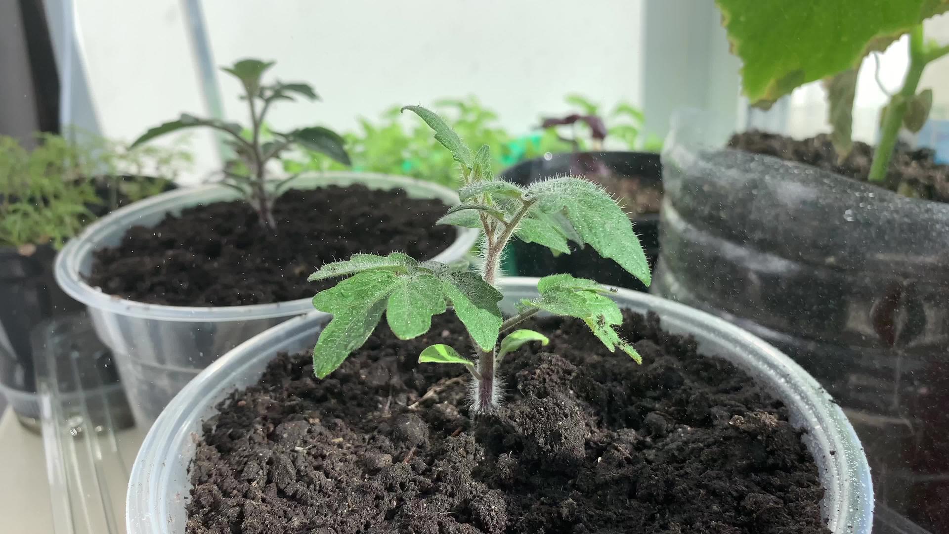 照顾窗台上的绿色番茄幼苗视频的预览图