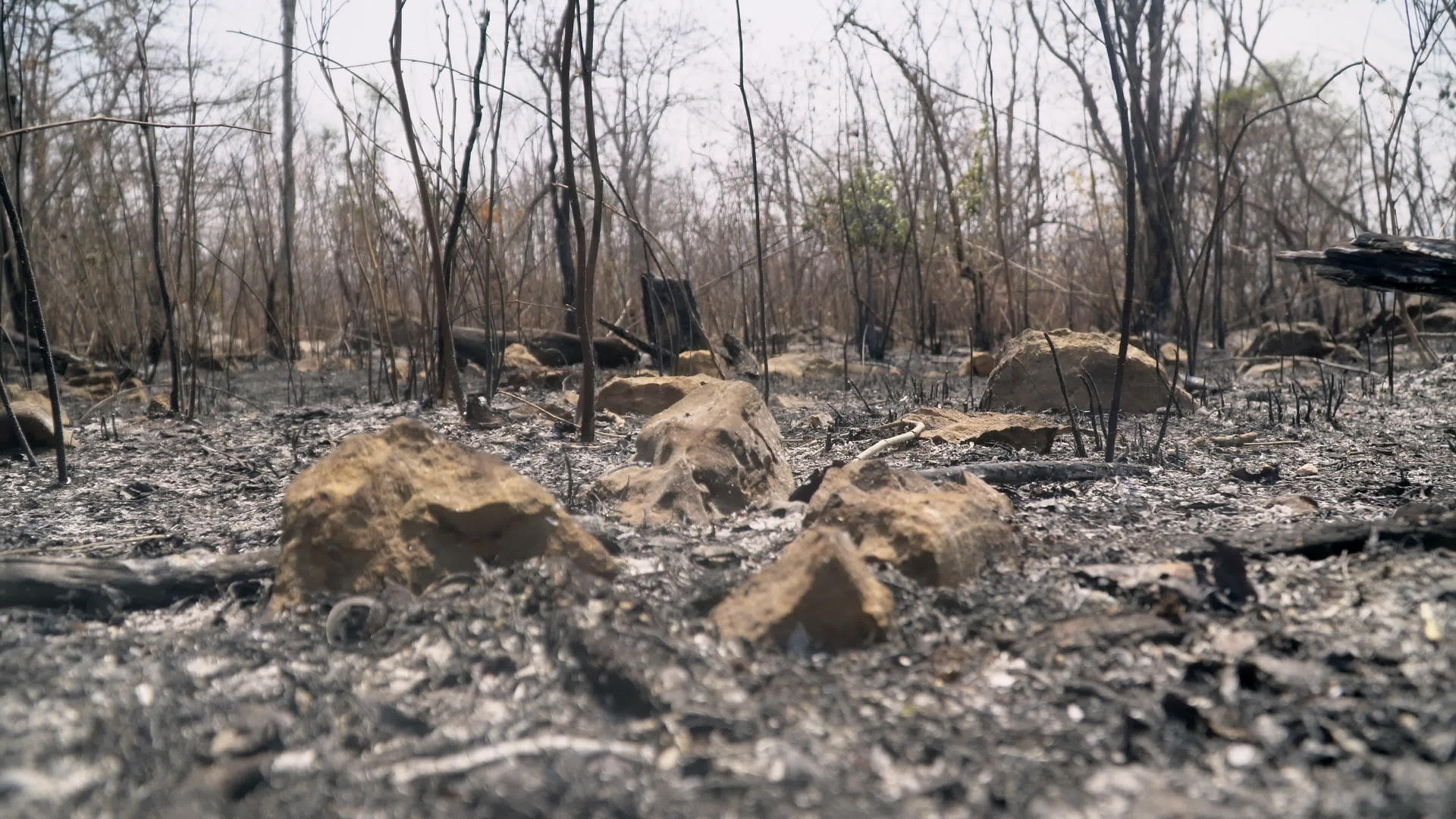 摧毁泰国轮垦森林视频的预览图