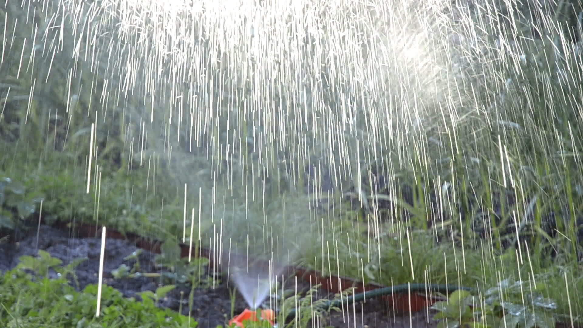 浇花灌溉视频的预览图