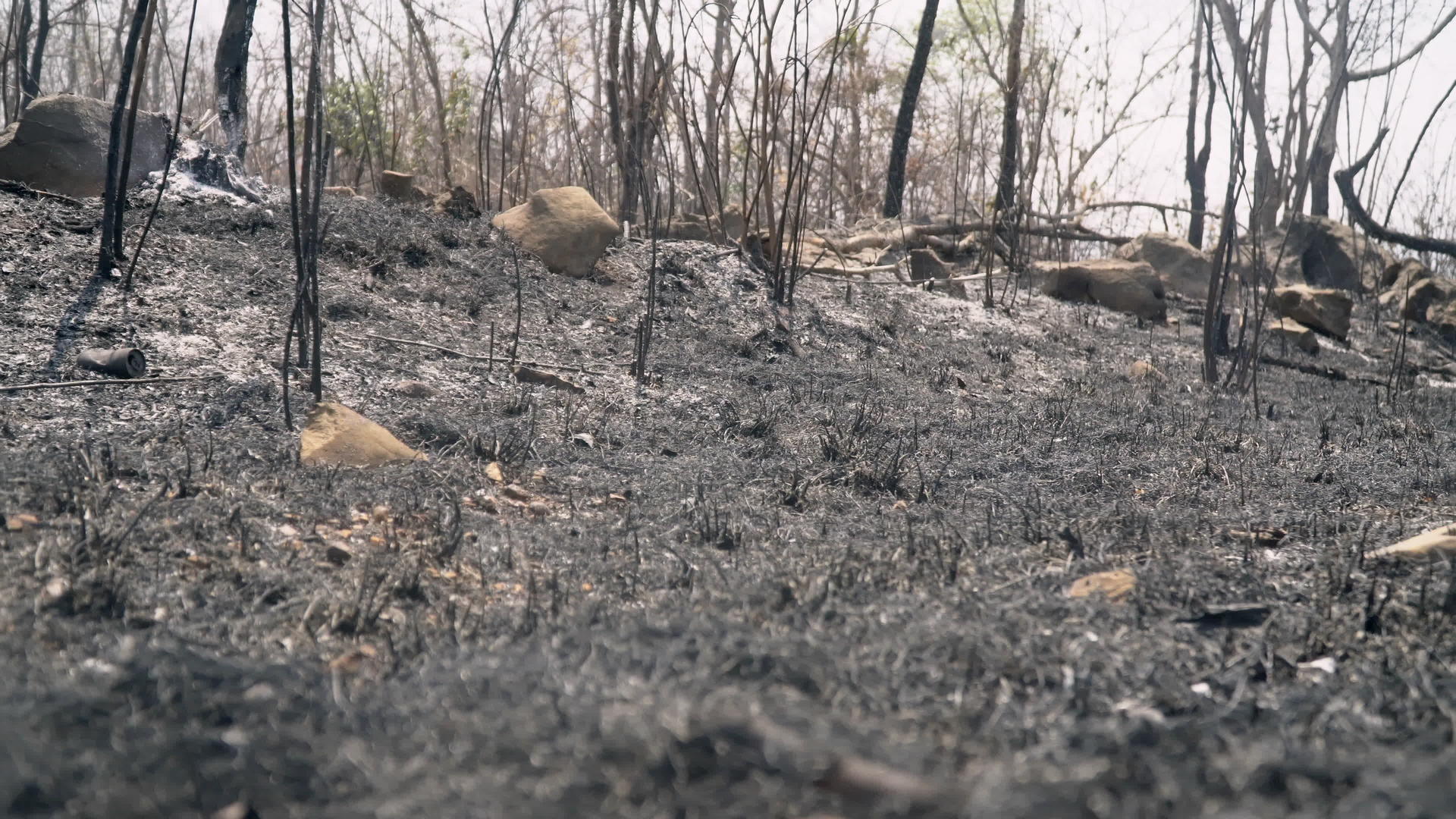 摧毁泰国轮垦森林(a)破坏土地视频的预览图