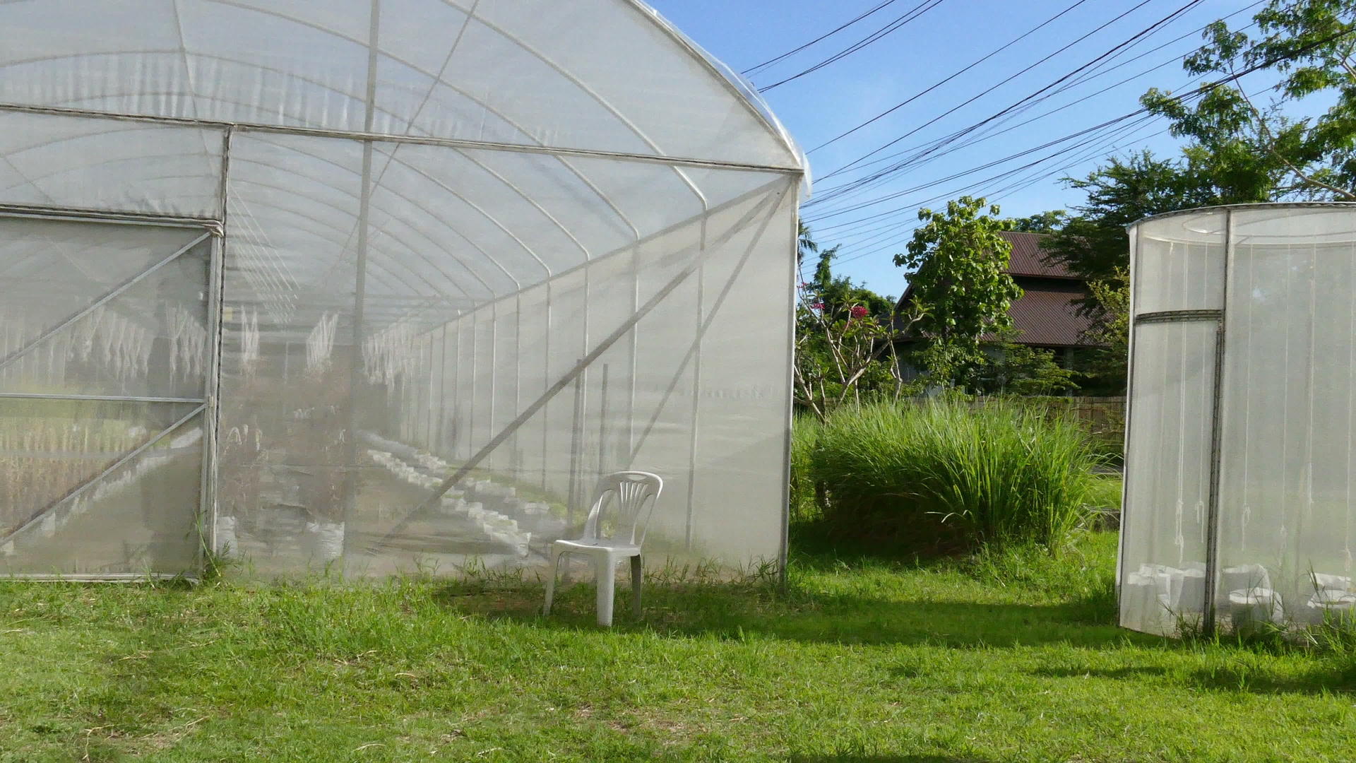 在苗圃温室种植蔬菜视频的预览图