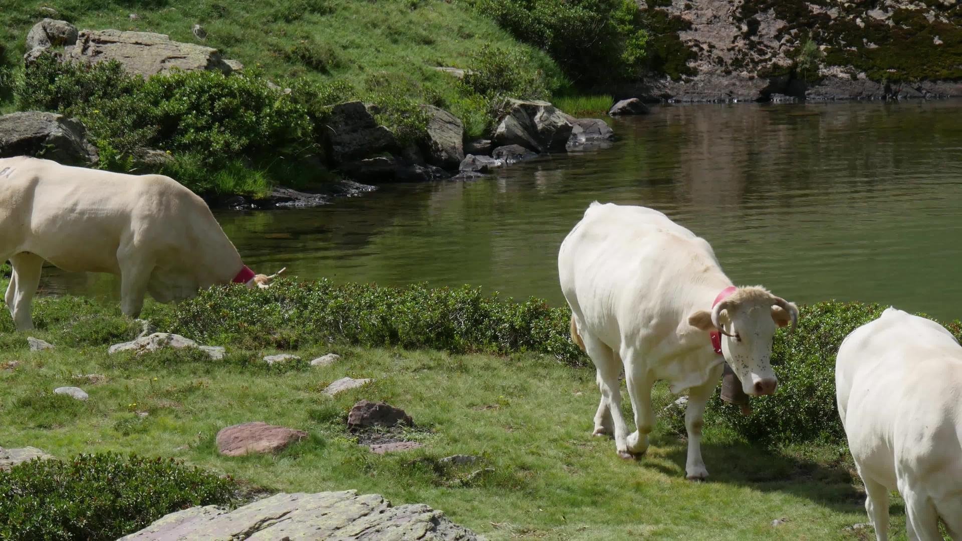 山中白奶牛比利牛湖饮用水湖视频的预览图
