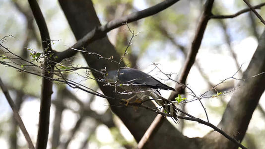树枝上的野鸟视频的预览图