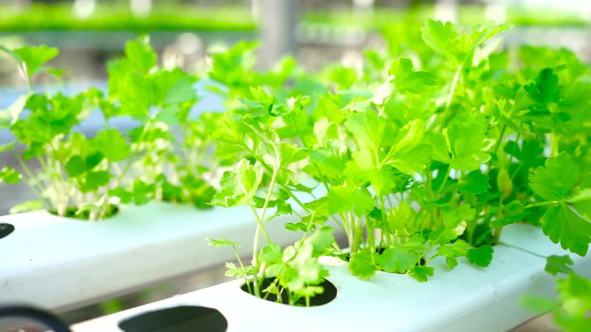 有机植物种植地和水栽培蔬菜视频的预览图