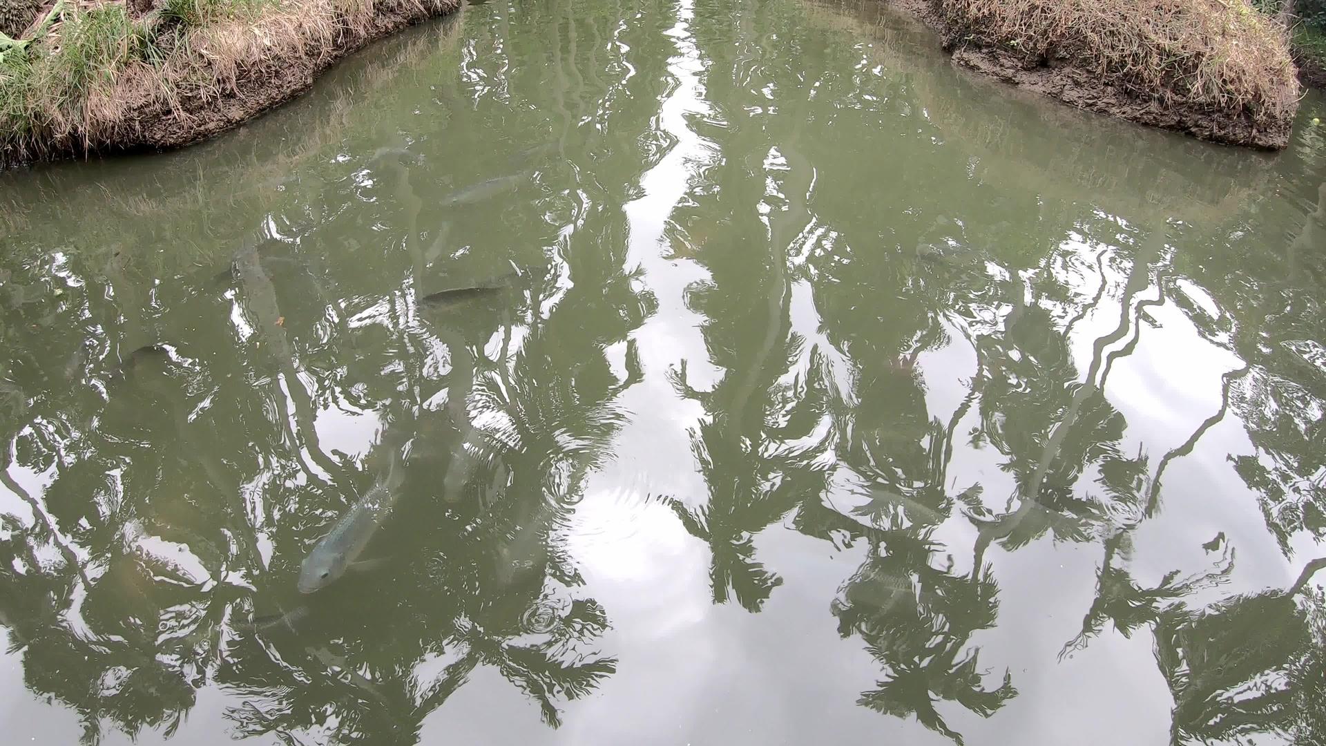 罗拉菲亚鱼在水中游泳视频的预览图