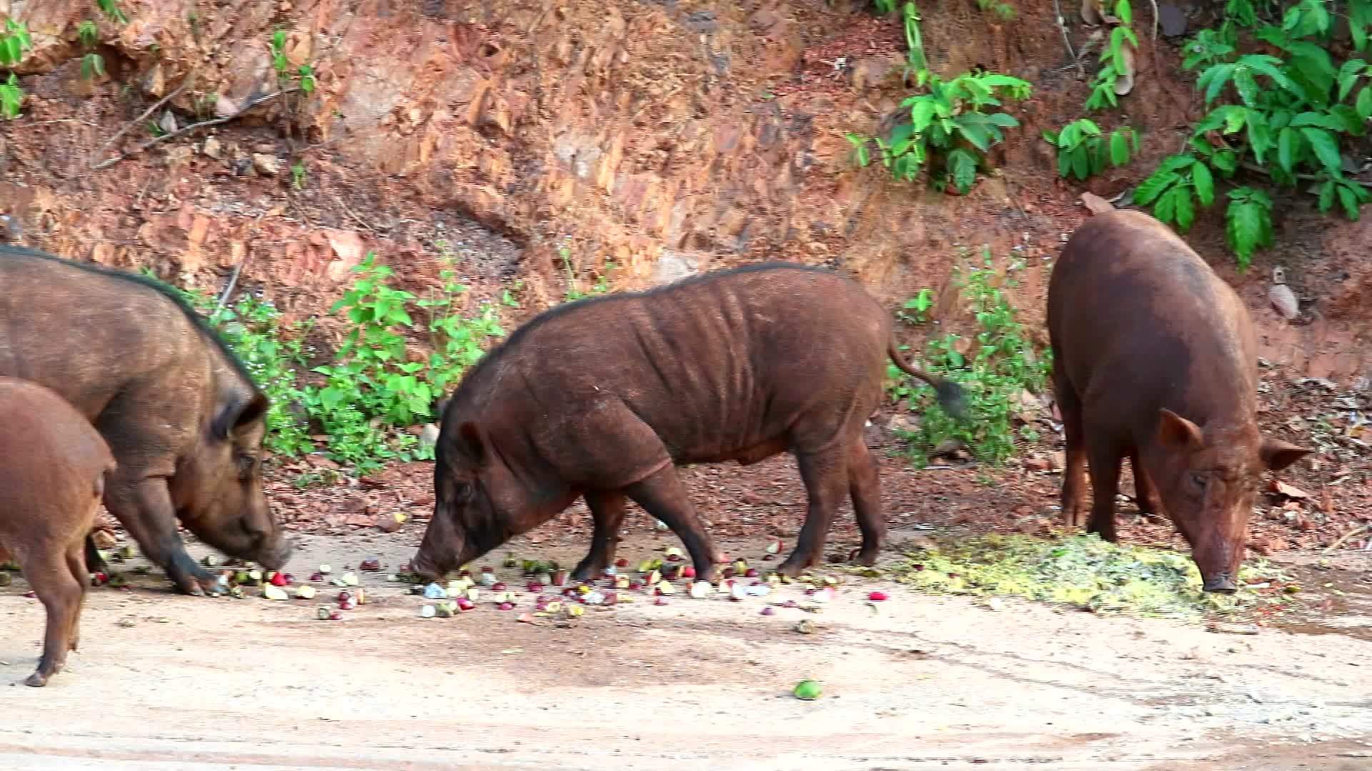 野猪在路边吃肉和水果视频的预览图