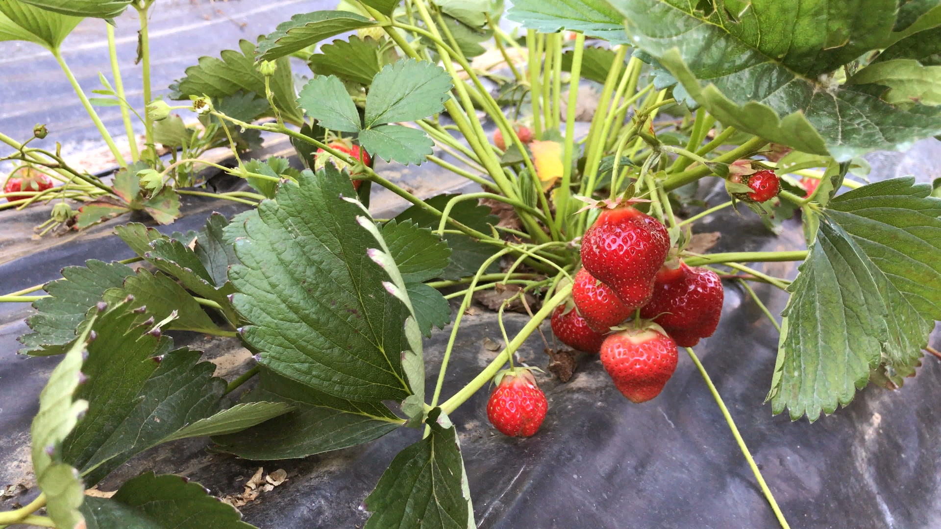 园里的草莓视频的预览图