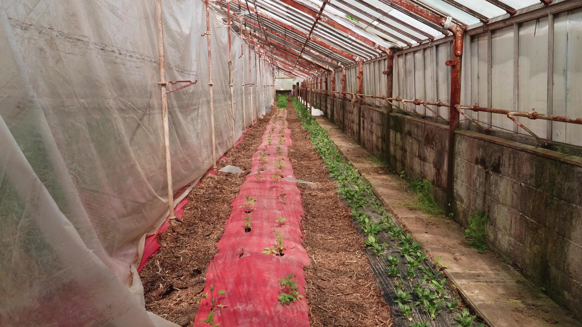 可怜的男人绿屋种植年轻的番茄植物视频的预览图