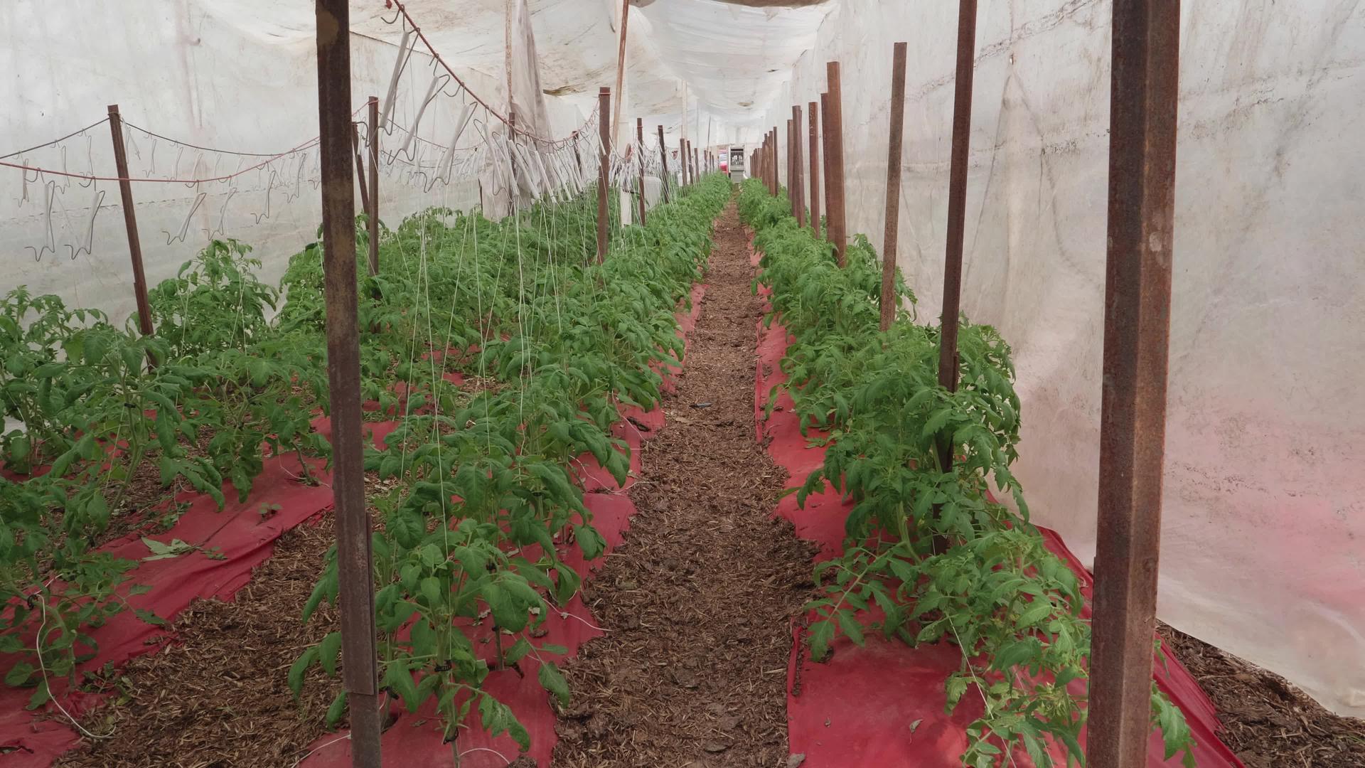 种植番茄植物视频的预览图