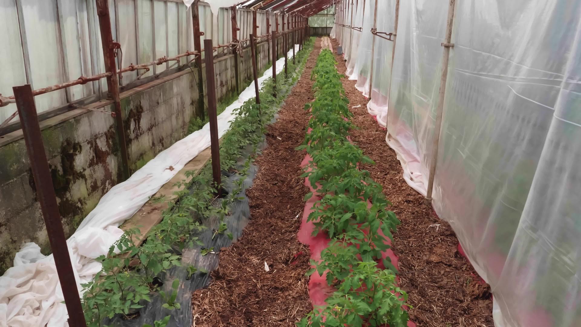 在温室里种植西红柿视频的预览图
