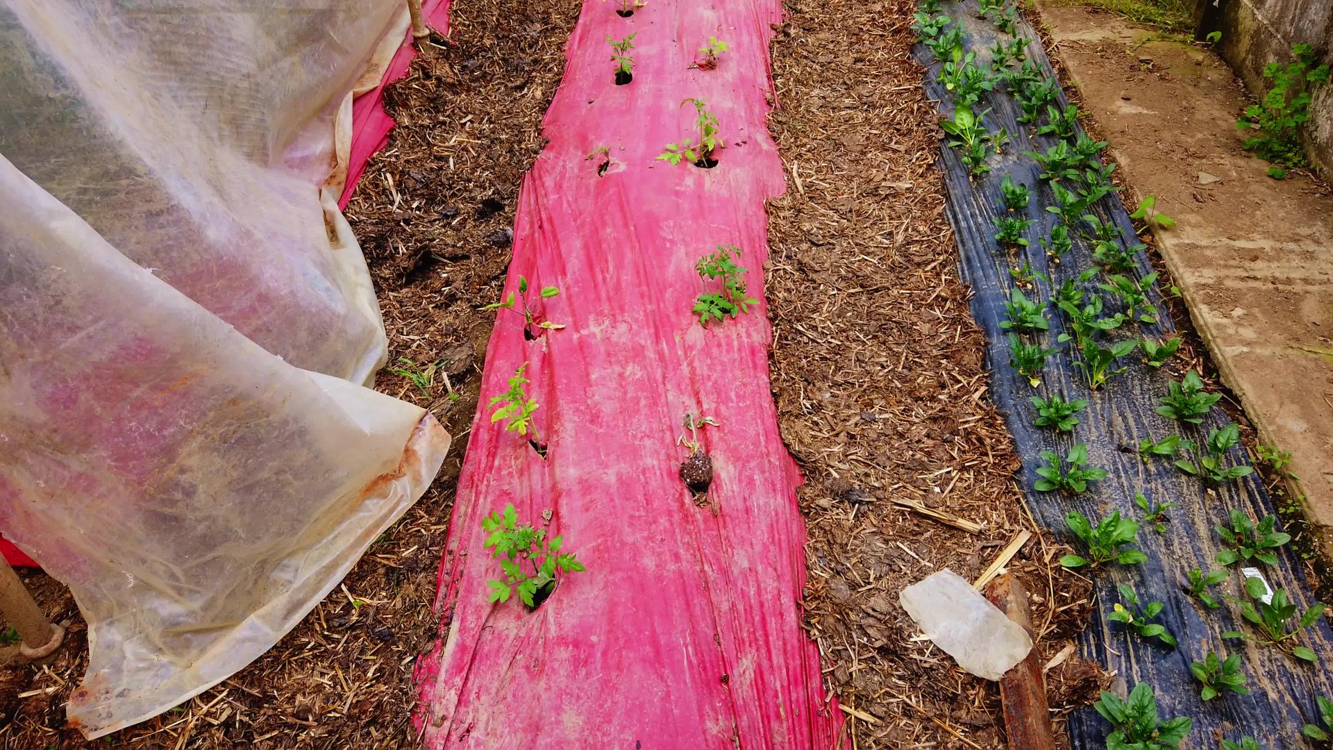 可怜的男人绿屋种植和照顾年轻的番茄树幼苗视频的预览图