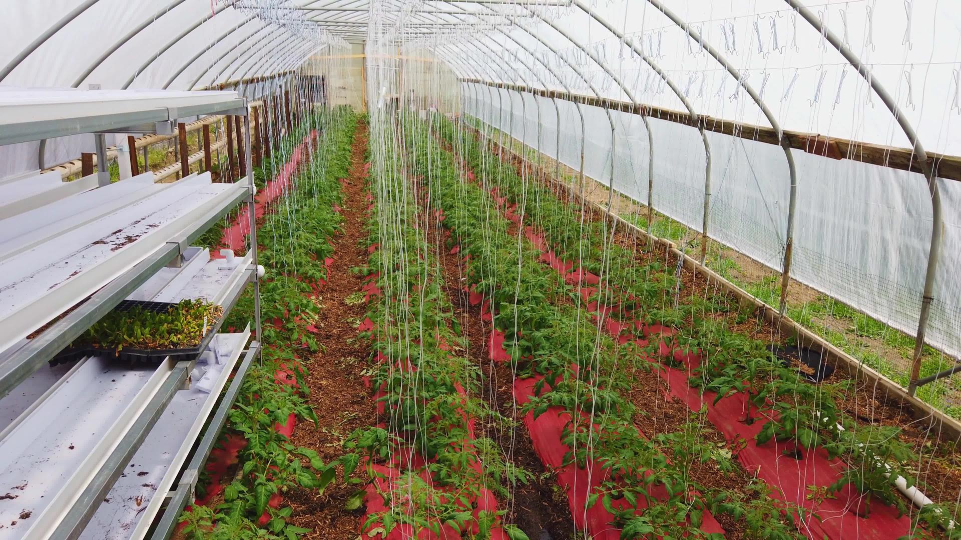 在温室里种植西红柿视频的预览图