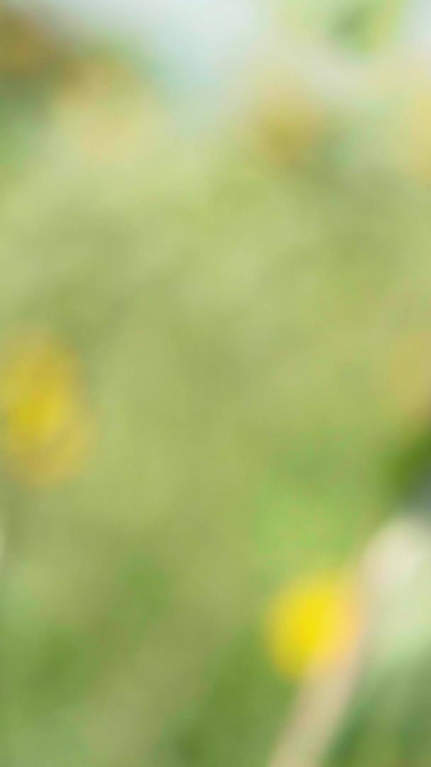 夏至时节向日葵南瓜自然风光视频的预览图