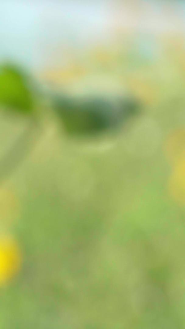 夏至时节向日葵南瓜自然风光视频的预览图