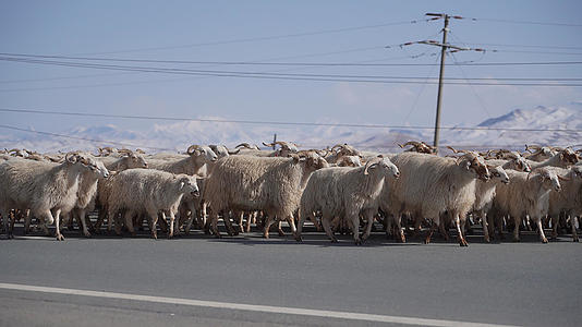 4K实拍青海海北祁连山放羊群过马路视频的预览图