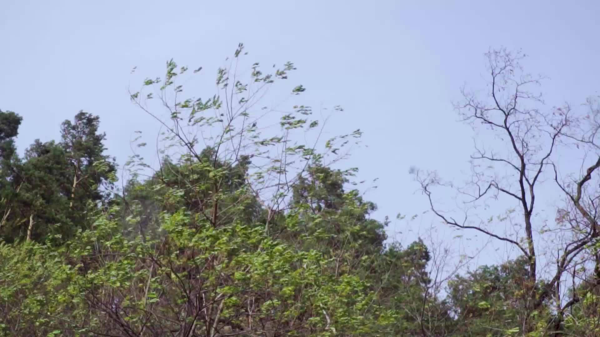 高大的树木和树叶在蓝天的猛烈风暴中摇曳秋天多风多雨的概念和风暴季节困难时期的概念视频的预览图