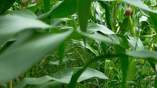 穿过农村的玉米田从这个角度看问题视频的预览图