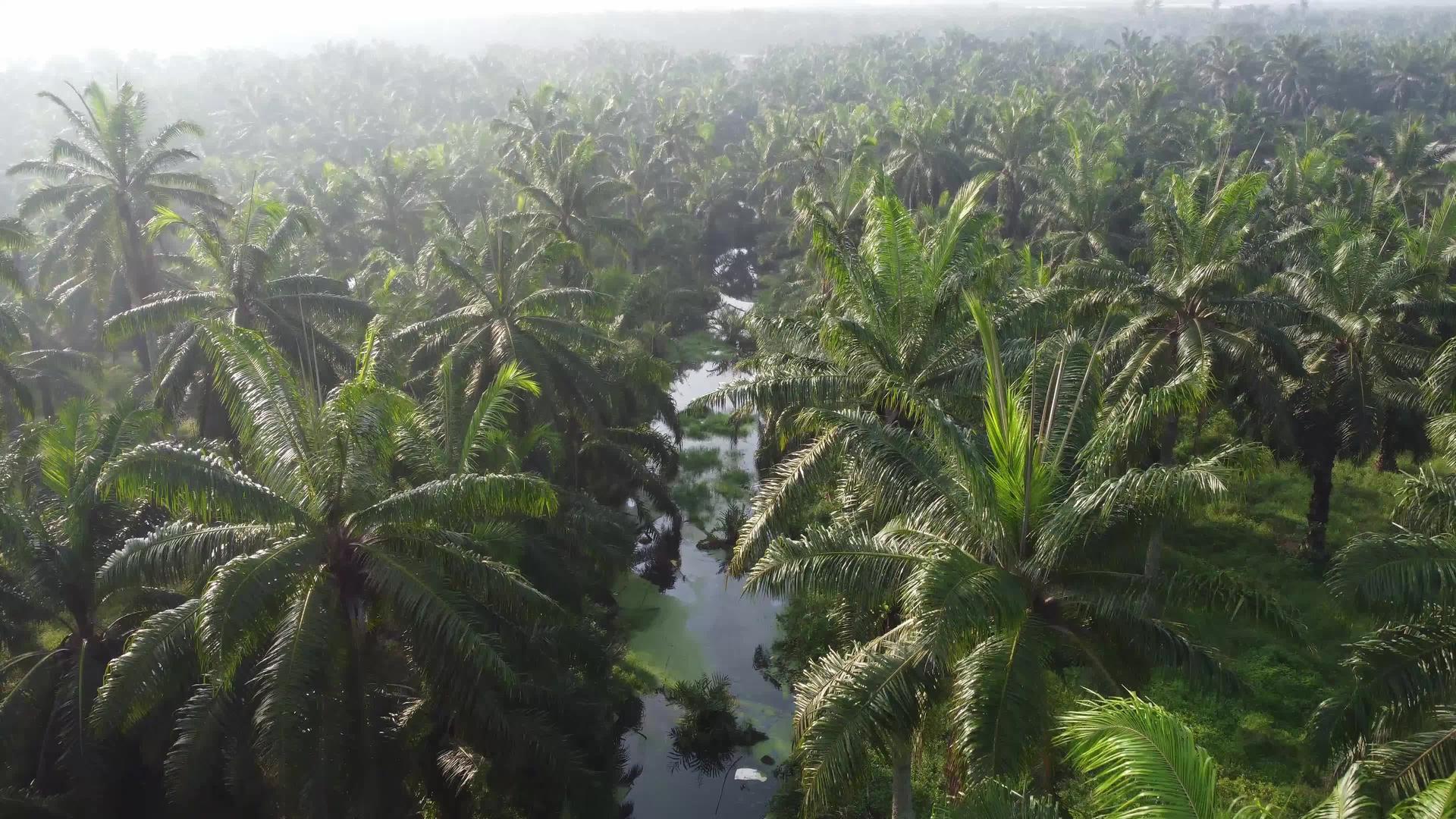 观察油棕榈中的小暗河视频的预览图