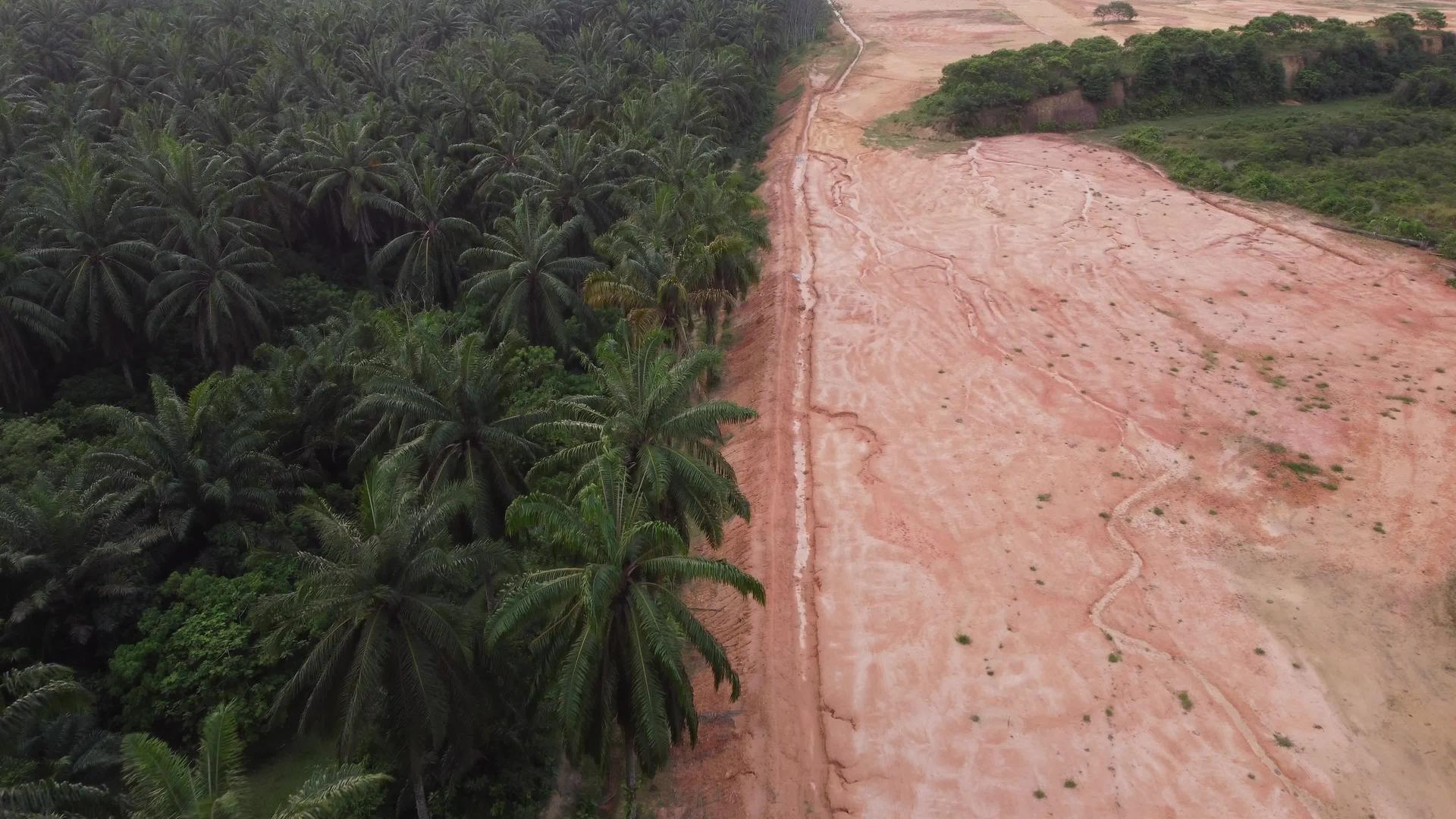 检查机油棕榈树视频的预览图