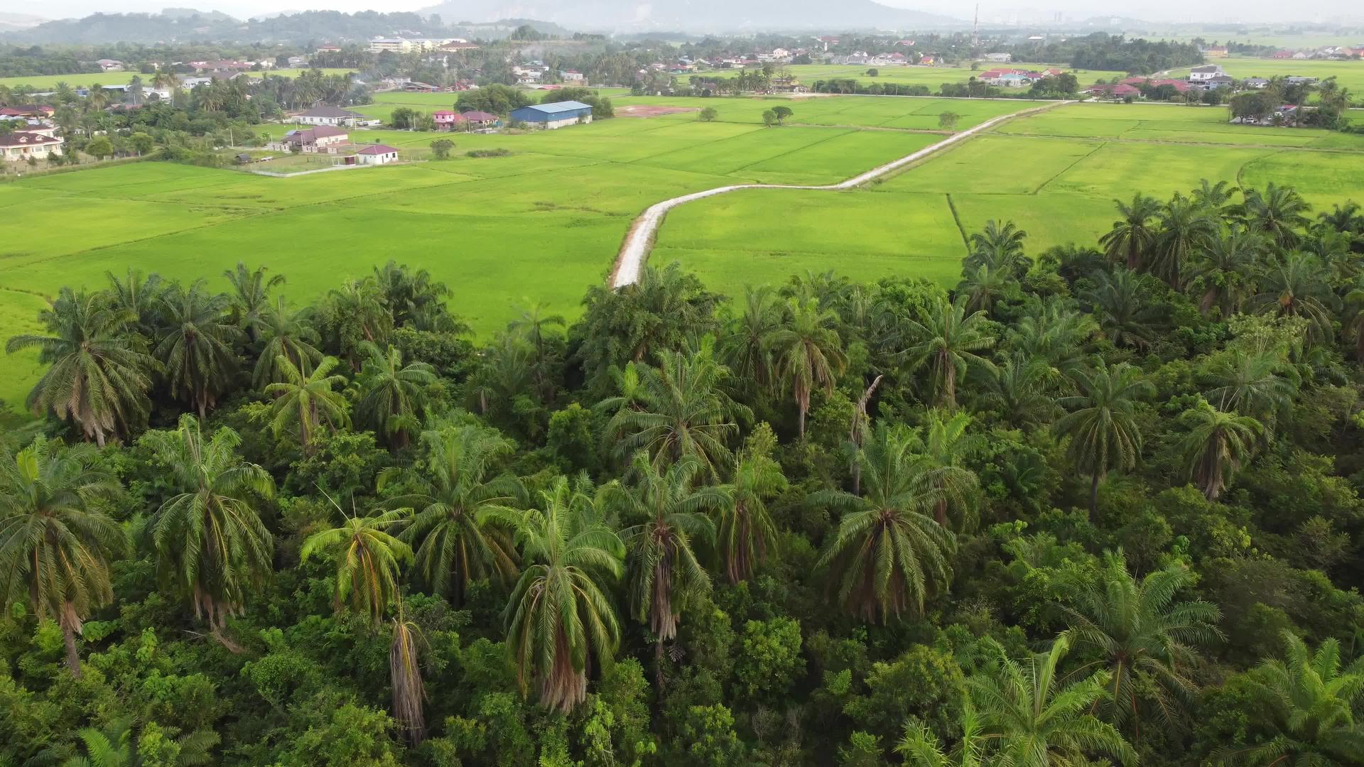 椰子灌木和稻田视频的预览图