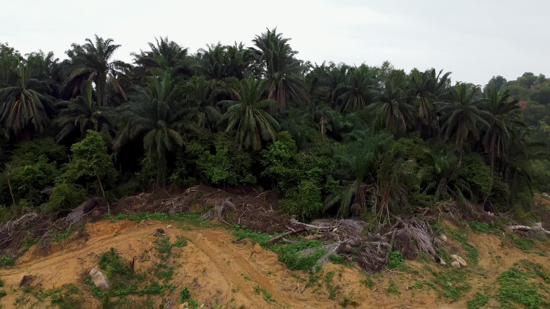死油棕榈树视频的预览图