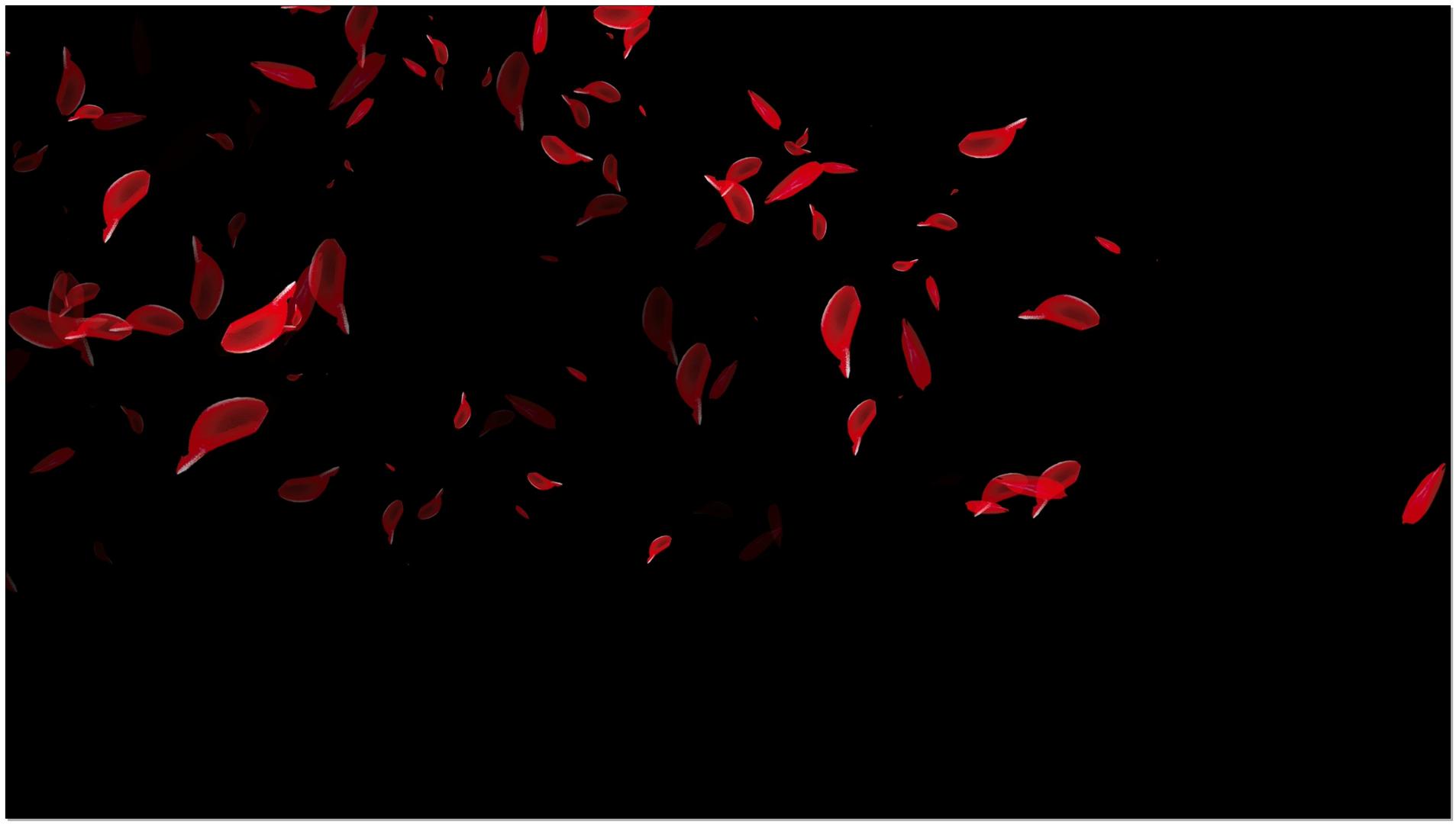 花瓣素材（带透明通道）视频的预览图