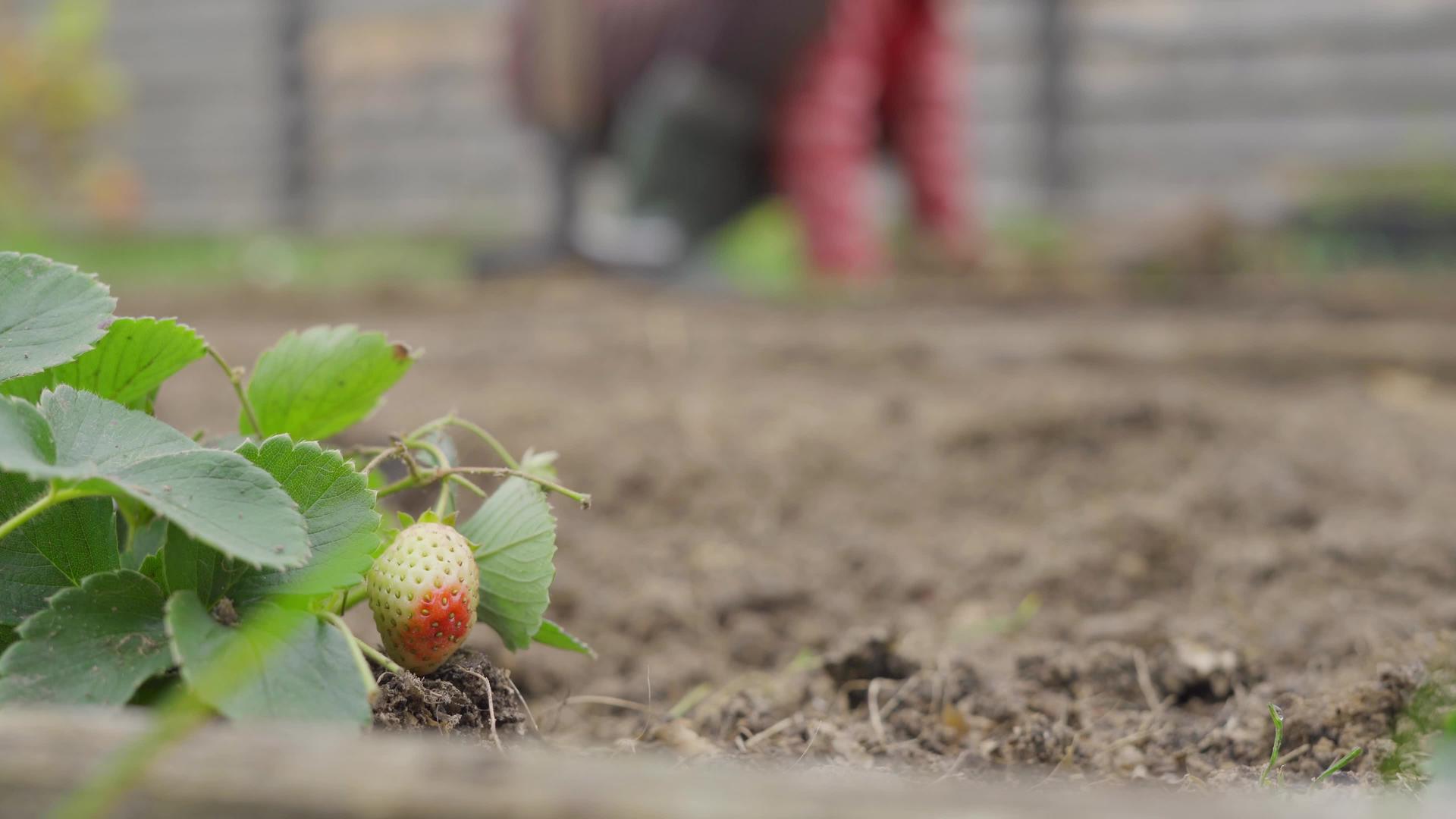 前景是绿草莓背景是在花园里工作的女孩视频的预览图