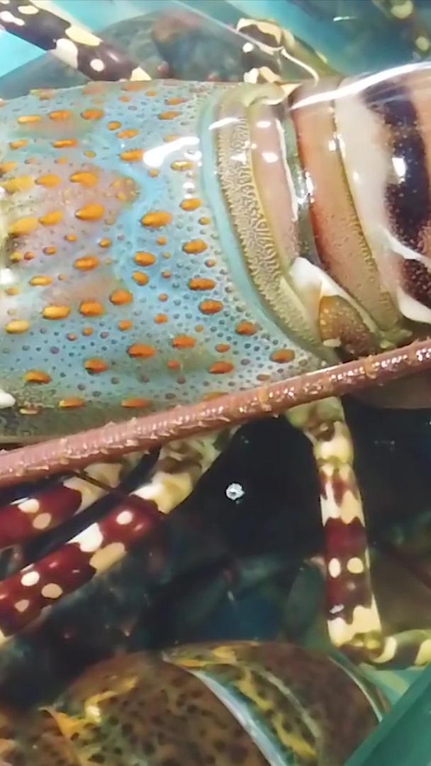 大龙虾视频的预览图