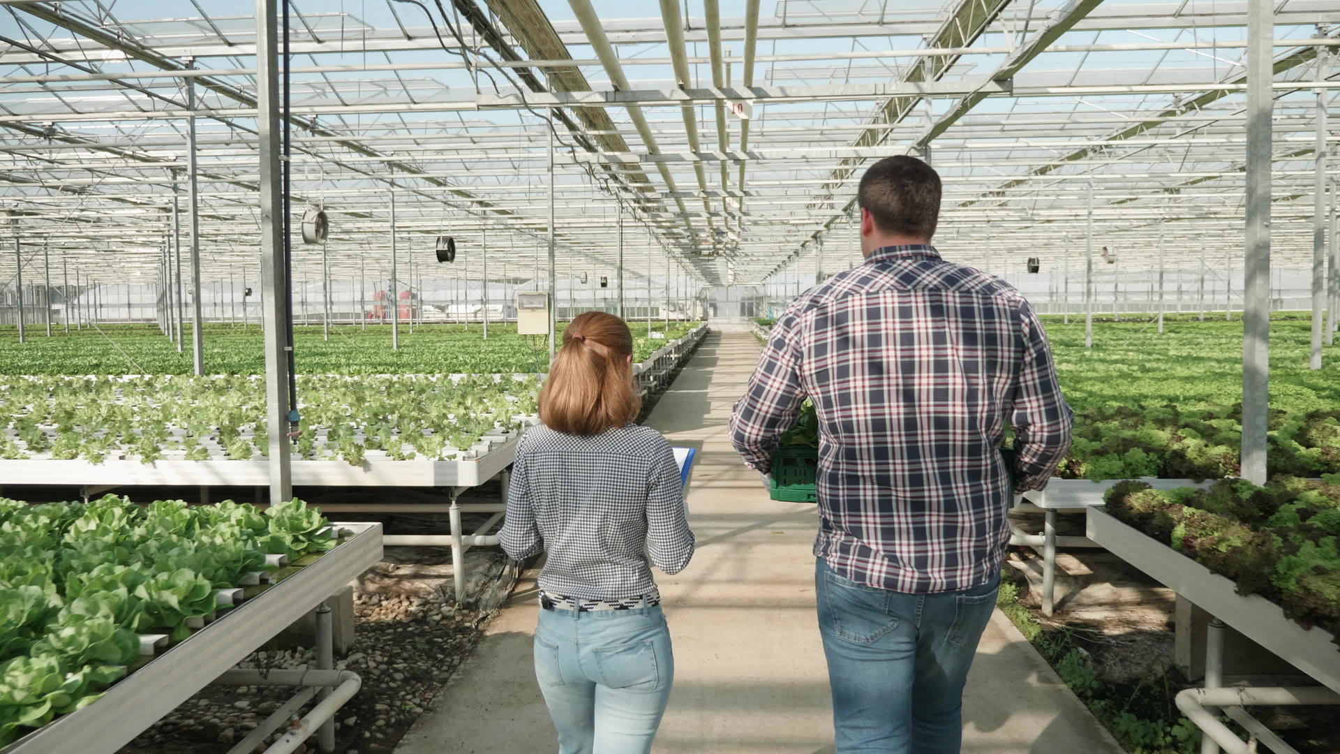 农场工人在温室里采摘生菜视频的预览图