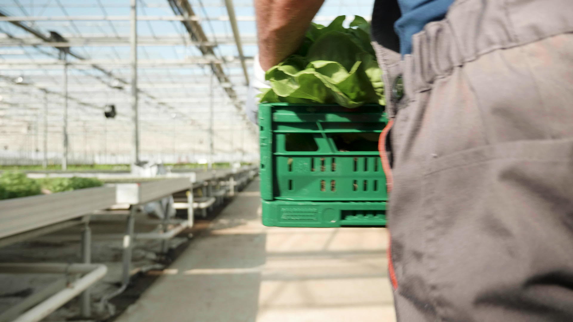 温室里的农业工人带着一盒绿色植物视频的预览图