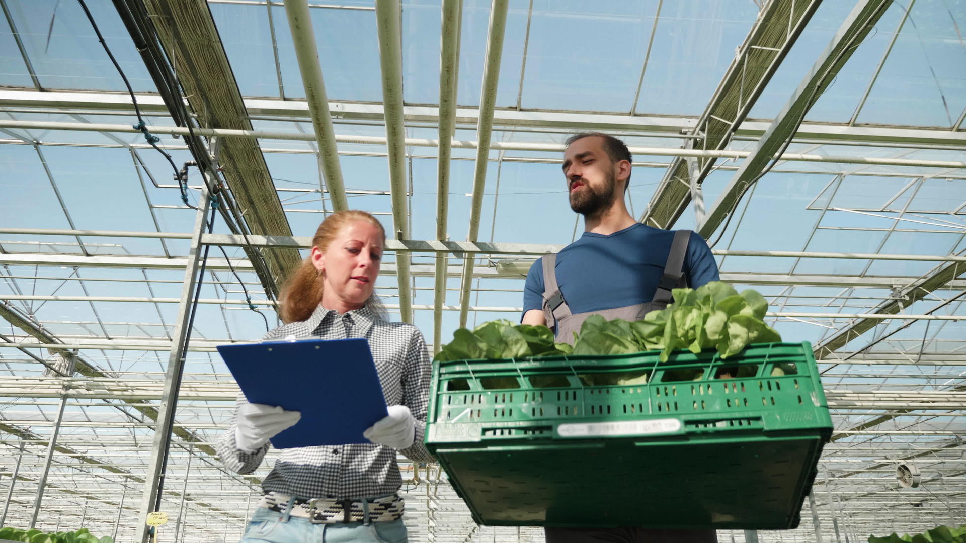 农场工人在温室里采摘生菜视频的预览图