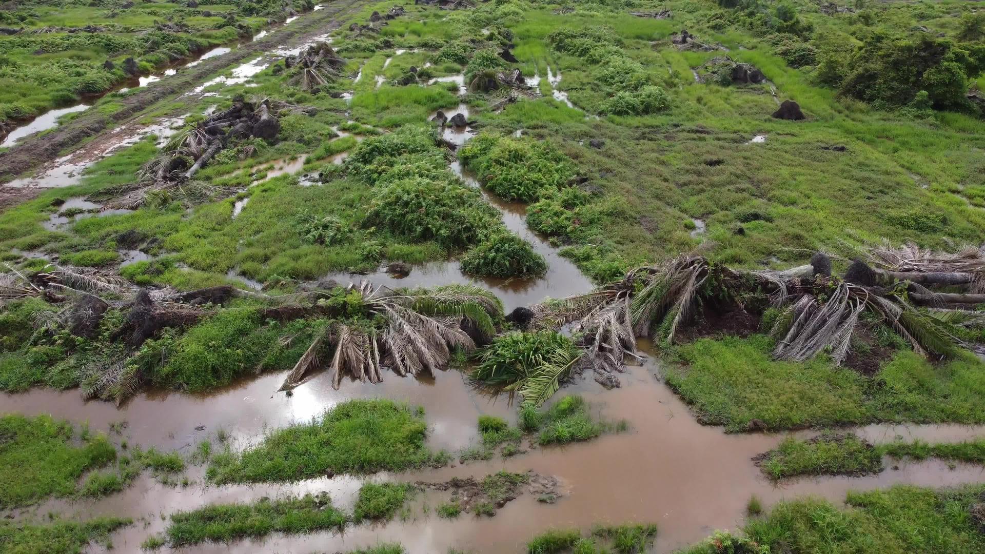 水中反射的死棕榈树视频的预览图