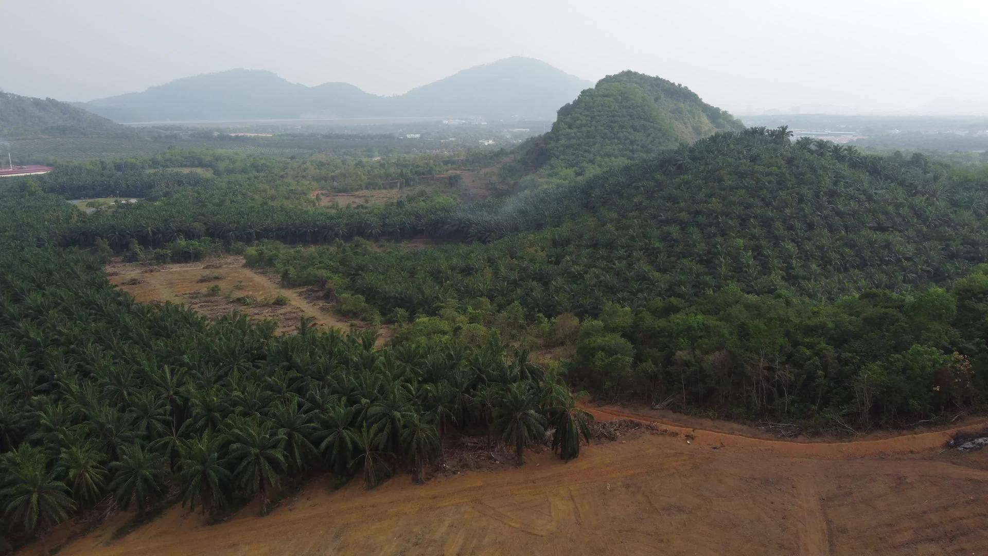 棕榈油种植伐棕榈油视频的预览图
