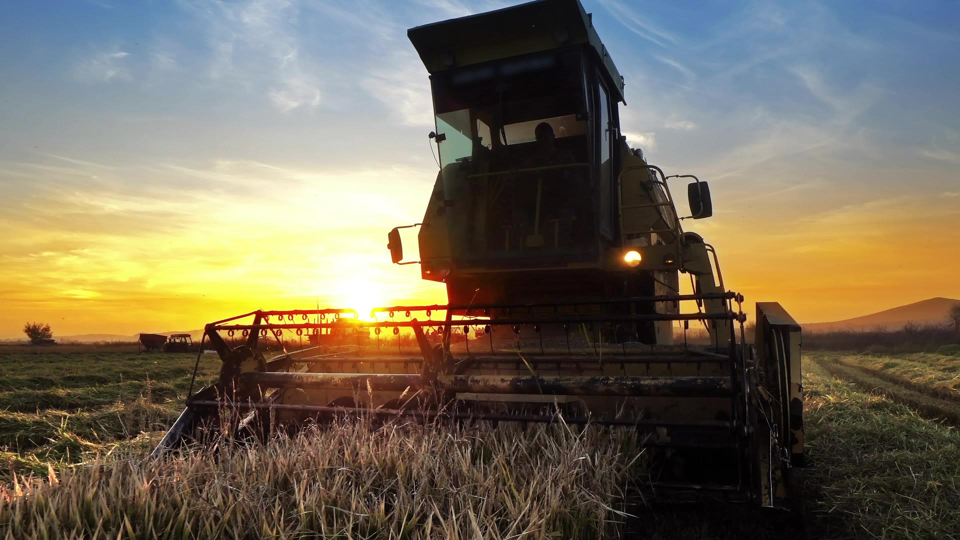 收割者在日落时和日出时收集小麦、稻田和稻田视频的预览图