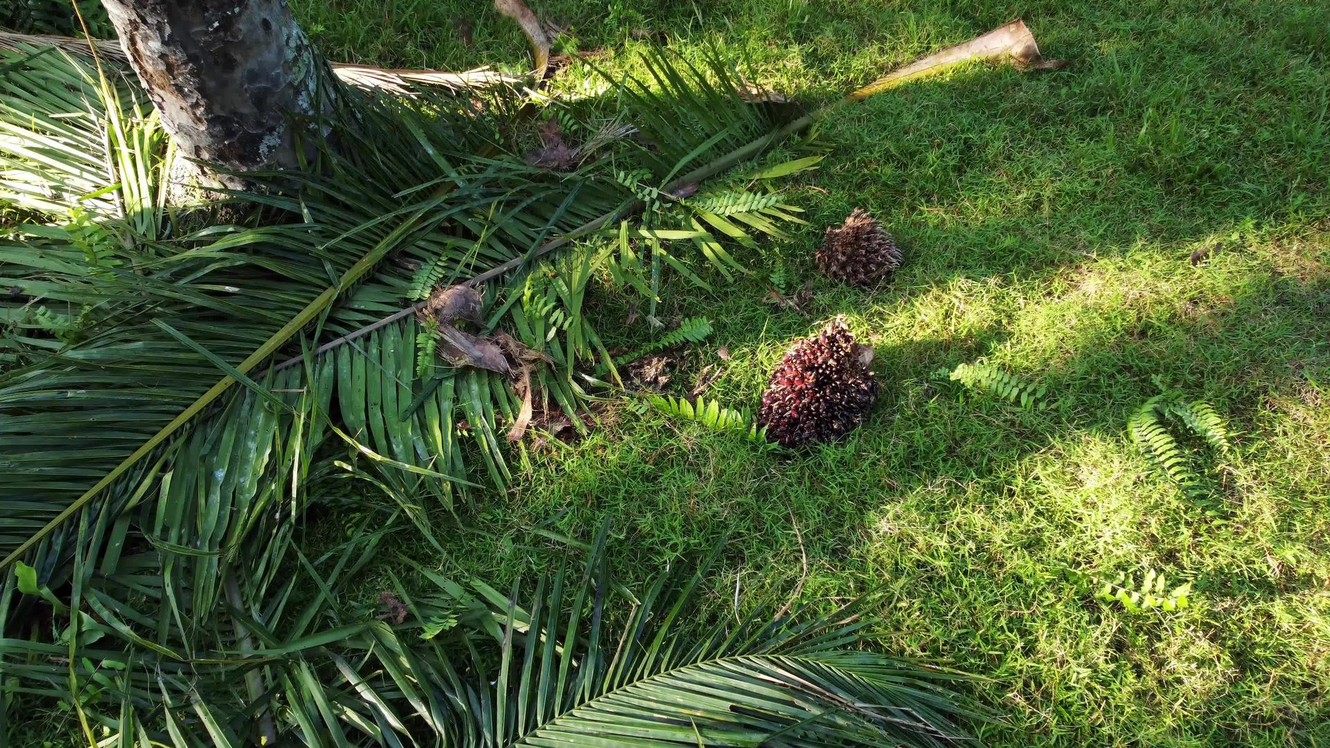 水果落在棕榈上视频的预览图
